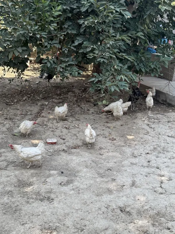 Tovuqlar sotiladi Tovuqlar sotiladi