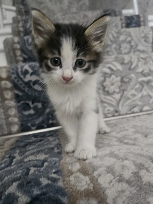 Asal mushukchalarim xadiyaga beraman yaxshi qo'larga — фото 2