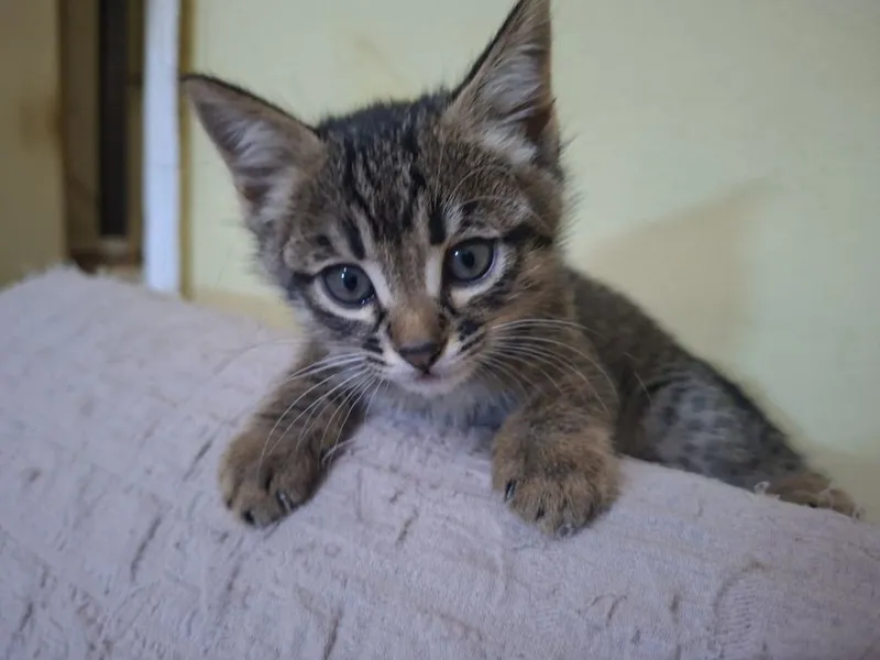 Отдам кота в хорошие руки в подарок