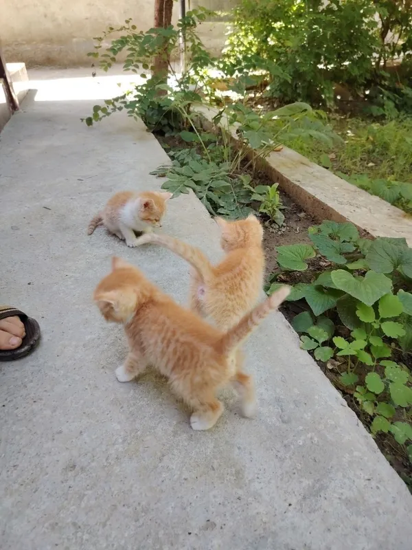 Отдам котят в хорошие руки
