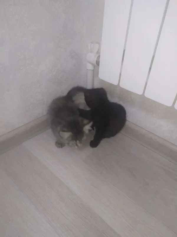 Котята 5