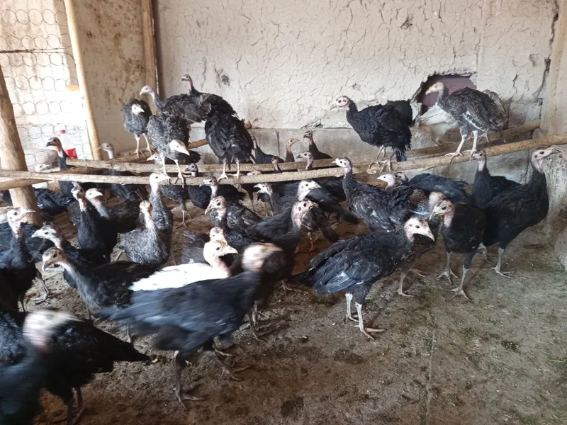 Kurka joʻjalari sotuvda 3 Kurka joʻjalari sotuvda 3