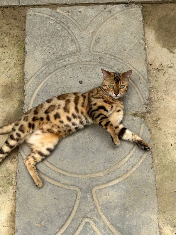 Бенгалская кошка — фото 2