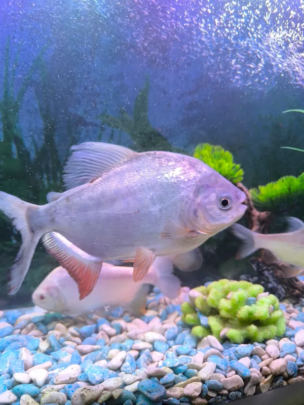 piraniya paku