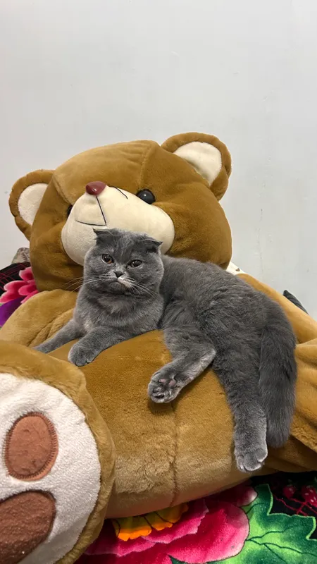 Кошка
