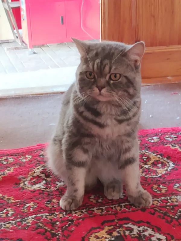 Mushuk kimga kerak boʻlsa
