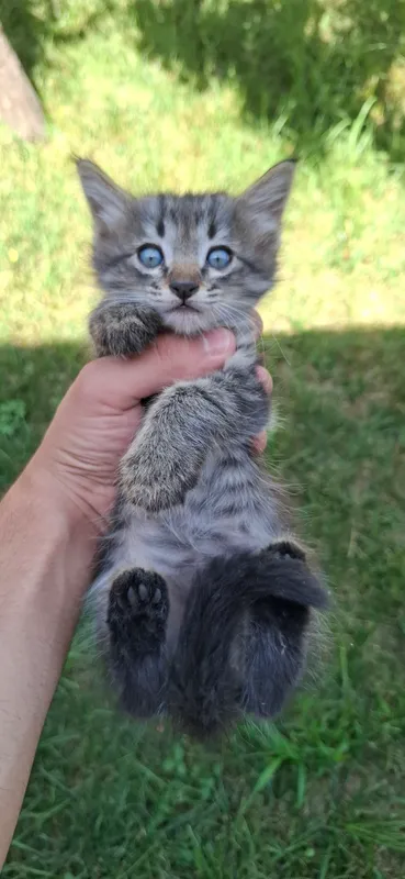 котенок 7