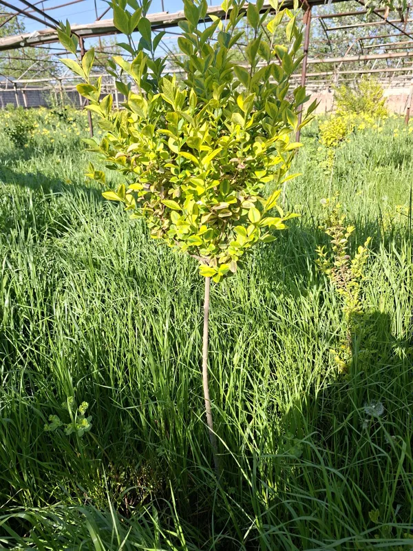 Shamshot,birsiklet kuchatlarni novdasi va kottalari ham bor
