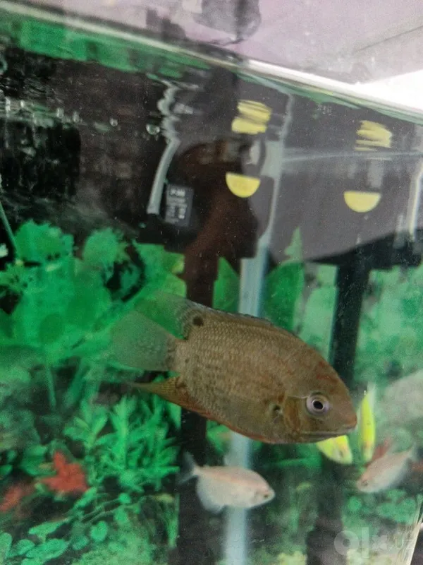 Severum baliq sotiladi 1 Severum baliq sotiladi 1