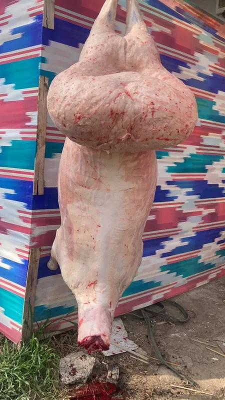 Qoy куй кой qochqorlar sotiladi 20 kg 60kg bor — фото 4