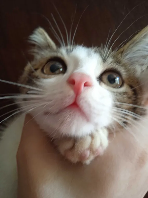 Серобелый котёнок мальчик, 3 месяца. 3