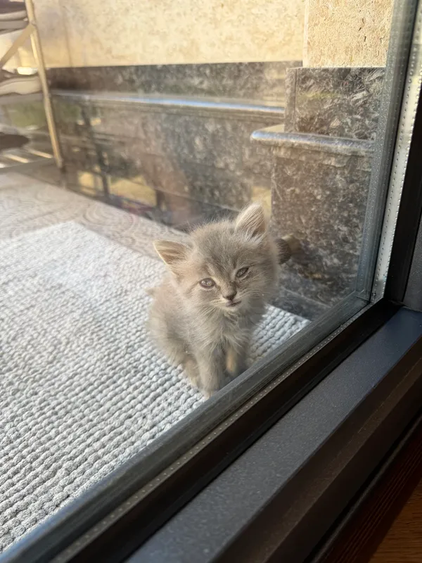 Котенок
