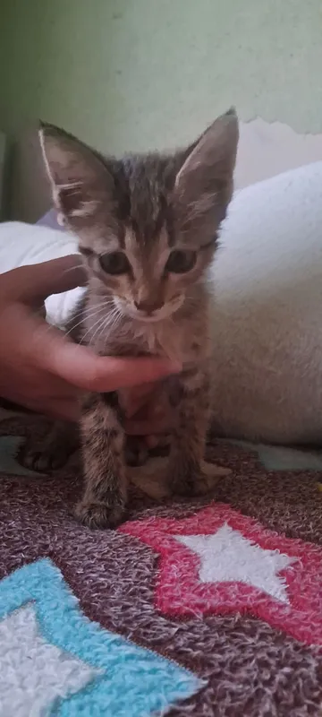 котёнок в подарок 1 котёнок в подарок 1