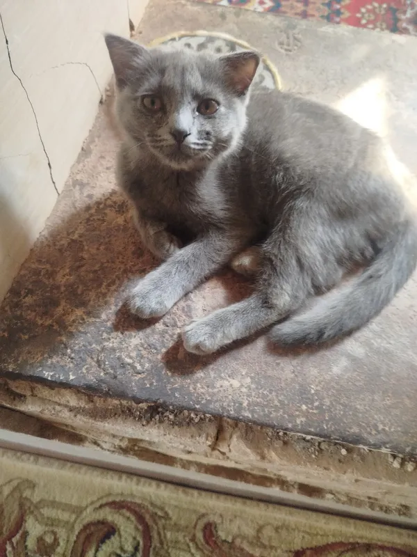 British shorthair