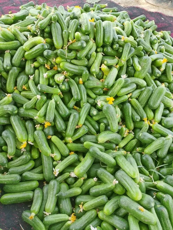 Choʻtir bodring tuzlamaga tuzlashga kuzgi mazzasi shirin poʻsti qalin 2 Choʻtir bodring tuzlamaga tuzlashga kuzgi mazzasi shirin poʻsti qalin 2