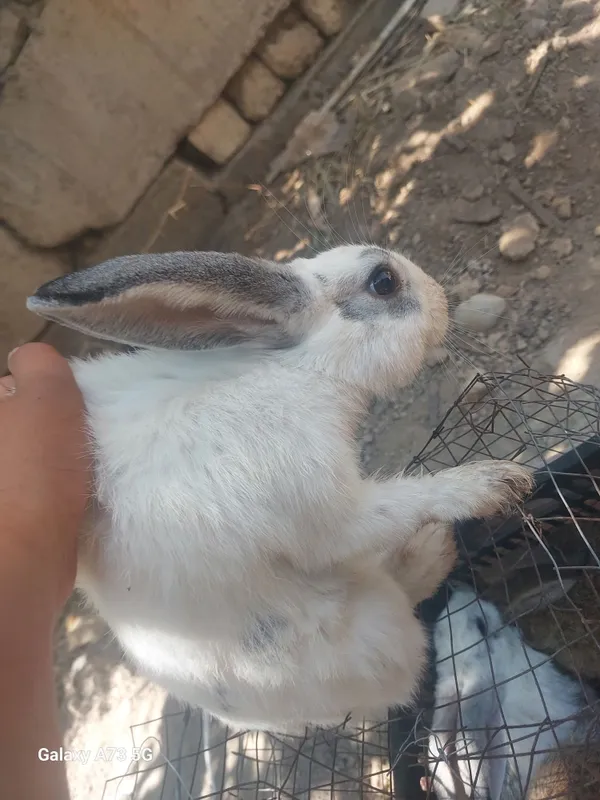 Quyonlar sotiladi narxini kelishamiz soni 8ta 5 Quyonlar sotiladi narxini kelishamiz soni 8ta 5