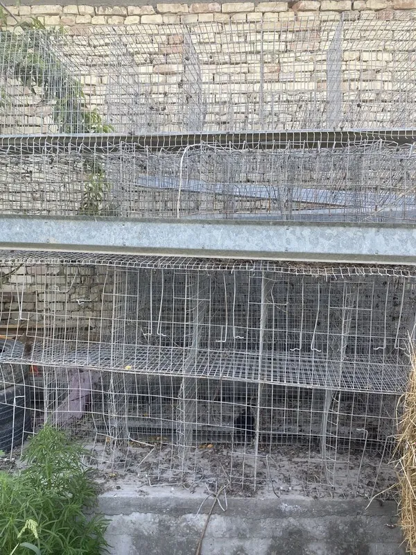 Tovuq setka sotiladi 100 ta tovuq ketadi.