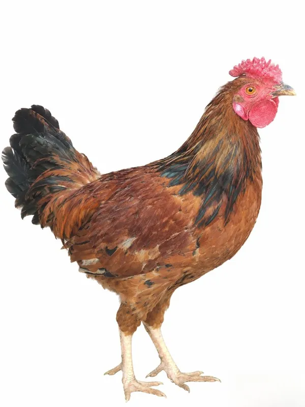 Xoʻroz va tovuq 6 oylik 2 Xoʻroz va tovuq 6 oylik 2