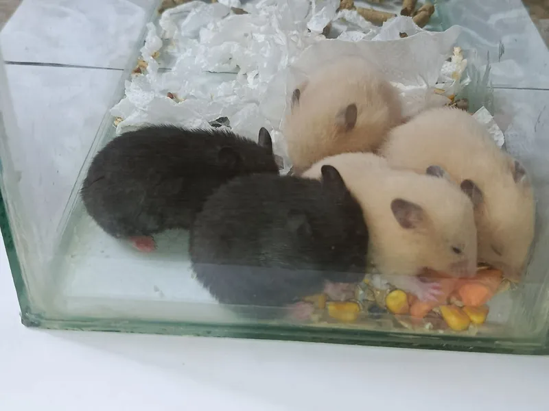 Ручные хомяки, Qoʻlga oʻrgangan xomyaklar Ручные хомяки, Qoʻlga oʻrgangan xomyaklar
