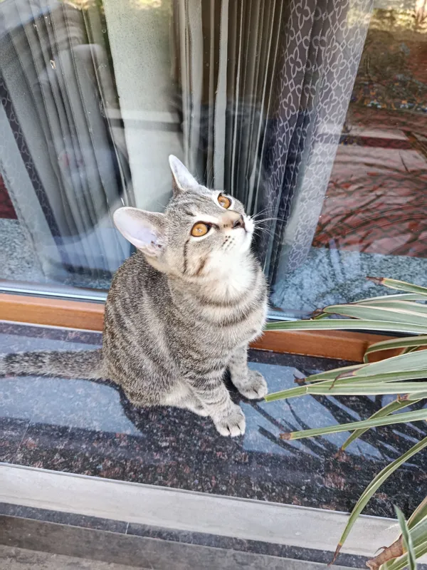 Tabbi akras mushuk bolasi 1 Tabbi akras mushuk bolasi 1