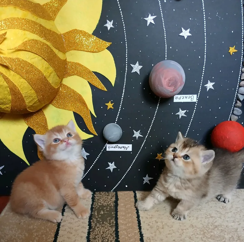 котята фолд страйт 4