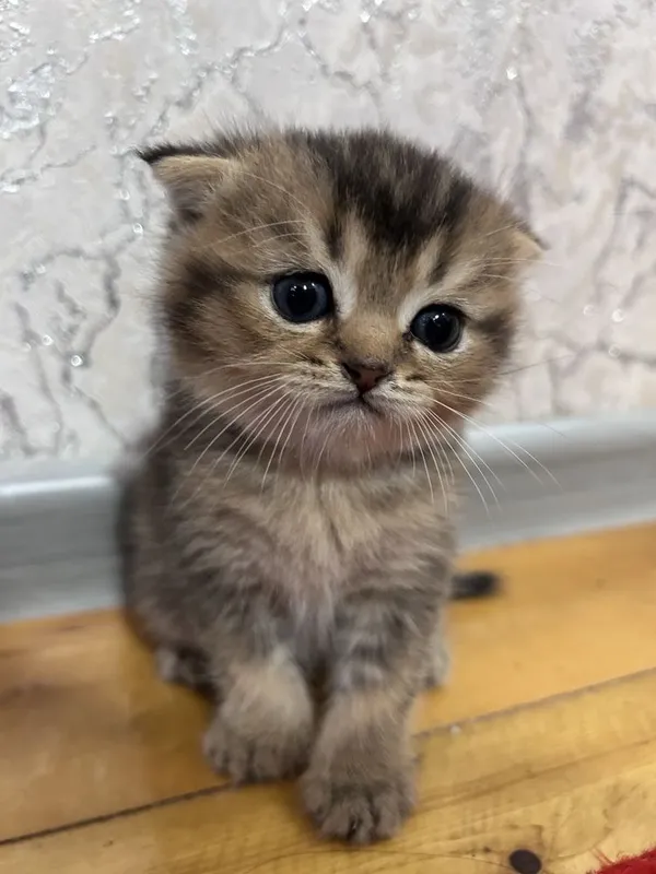 Продается котята — фото 4