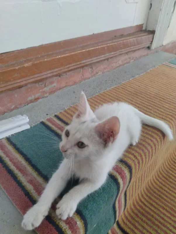 Отдам котёнка в хорошие руки . 2 Отдам котёнка в хорошие руки . 2