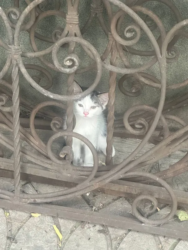 Котята в хорошие руки 5