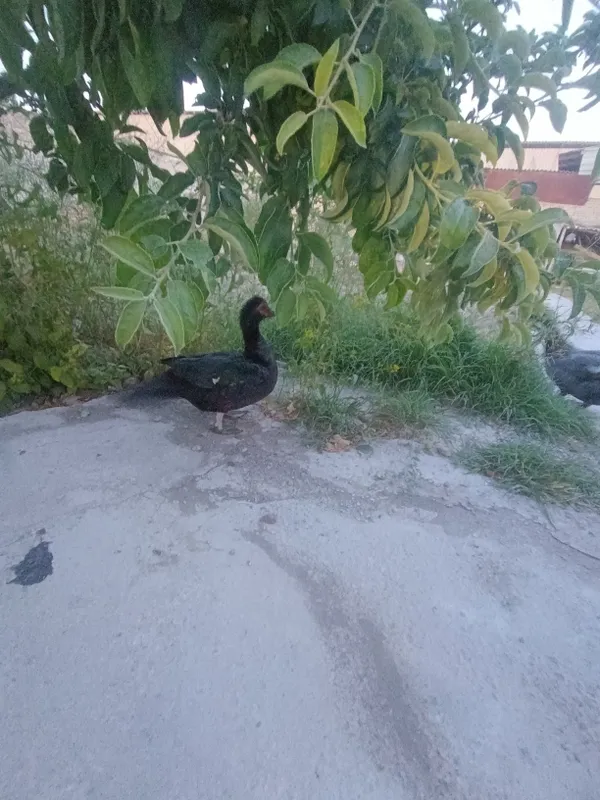 Ordaklar sotiladi indiski ordak 1ta xoʻroz 1ta makyon makyoni tugyapti — фото 2