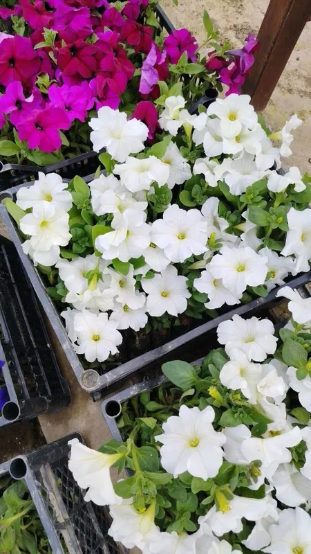 Petunia gulimiz ochildi 2000 — фото 4