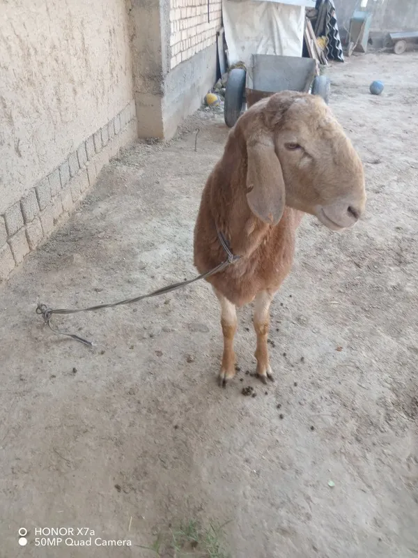 Qo'chqor sotiladi