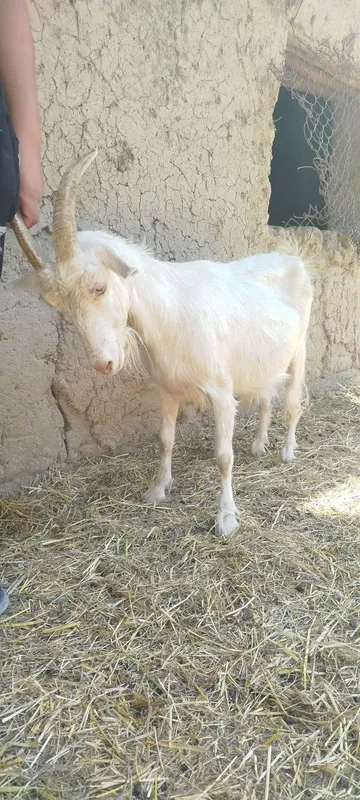 Sot yoʻnalishdagi toza echkilar 8 Sot yoʻnalishdagi toza echkilar 8