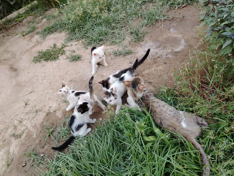 Uy mushuklar rangi oq qora 5 Uy mushuklar rangi oq qora 5