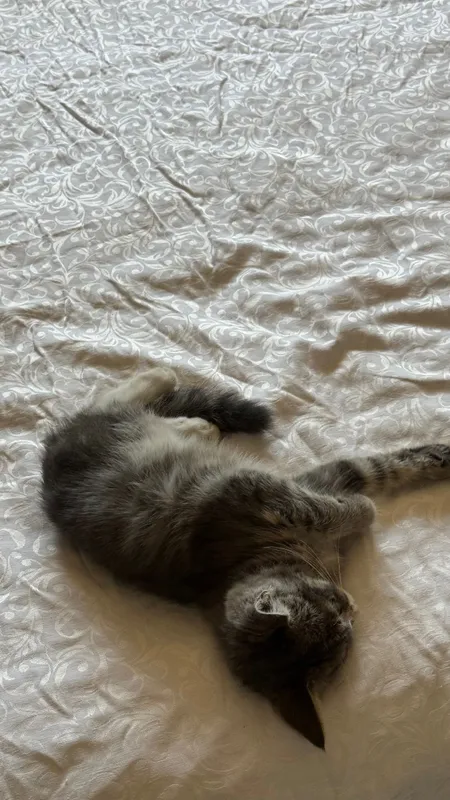 Отдам в очень добрые руки двухмесячного котёнка-девочку — фото 2