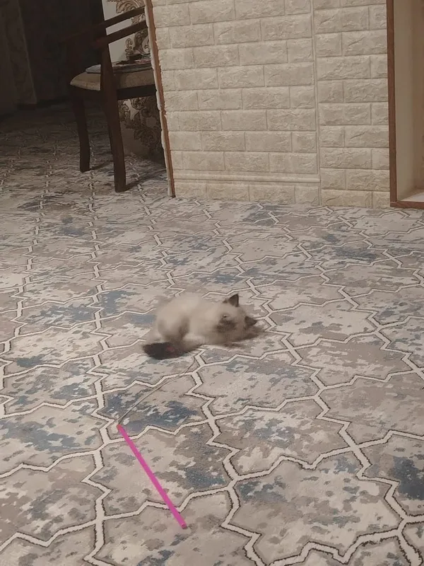 Продаётся котенок — фото 3