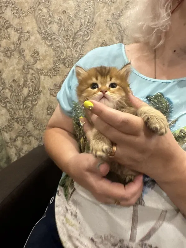 Продается шоко золото бритиш — фото 1