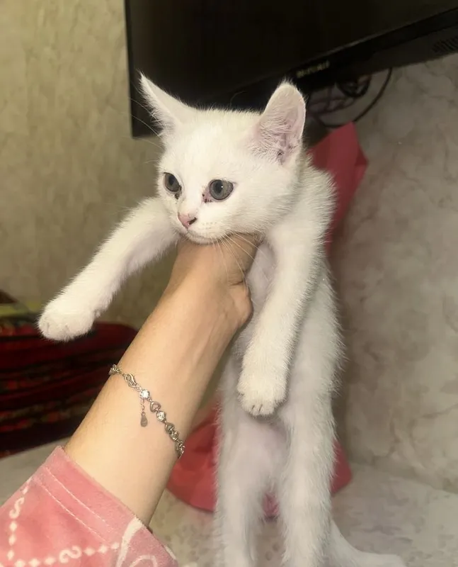 Продаются котята 2 Продаются котята 2