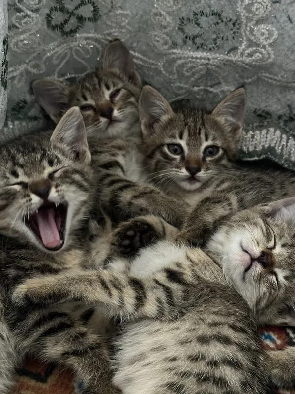 Котятам по 1,5 месяца, отдадим в хорошие, добрые руки 1 Котятам по 1,5 месяца, отдадим в хорошие, добрые руки 1