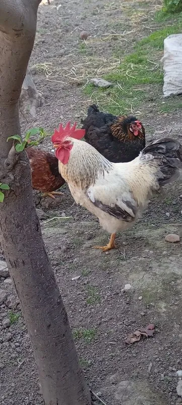 Xòroz xonaki sotiladi