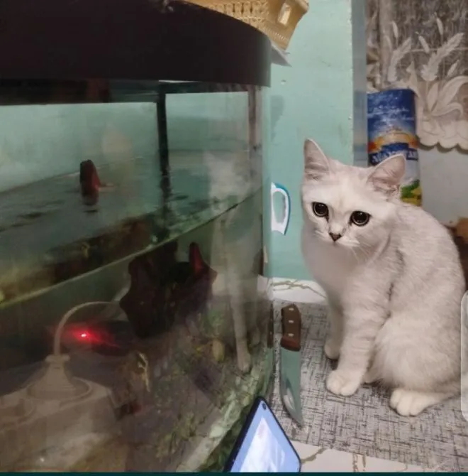 Продам кошечку скоттиш Стрейт 2 Продам кошечку скоттиш Стрейт 2