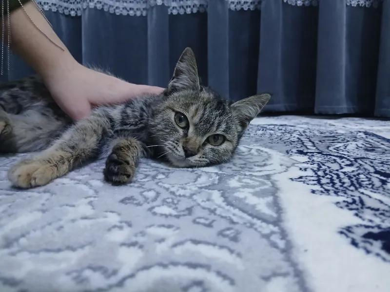 Хадия га берилади — фото 3