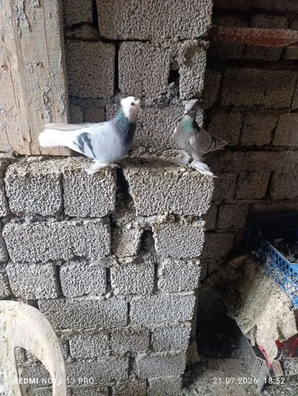 Продается голуби 3