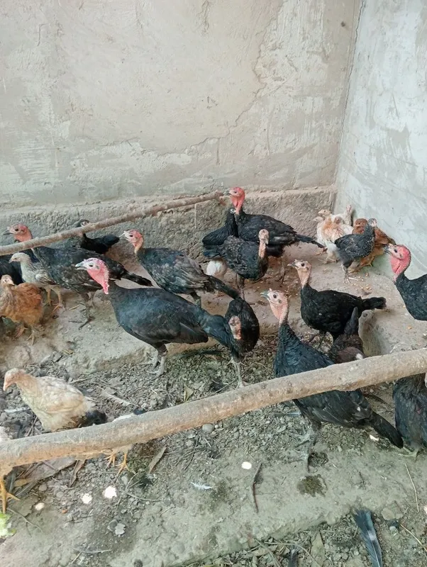 Kurkalar 9ta 8ta bolasi 3 oylik 3 Kurkalar 9ta 8ta bolasi 3 oylik 3