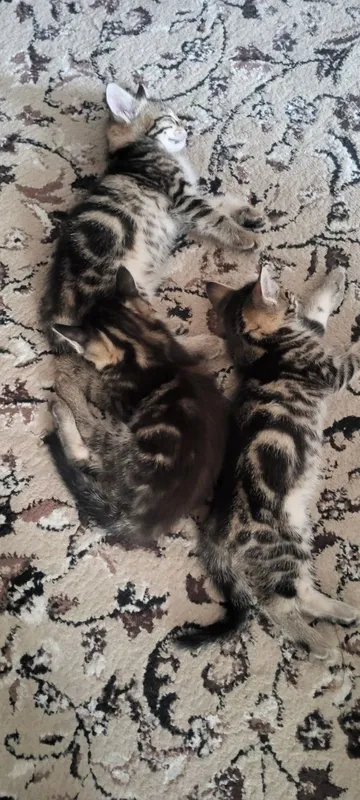 Котятки в хорошие и добрые руки