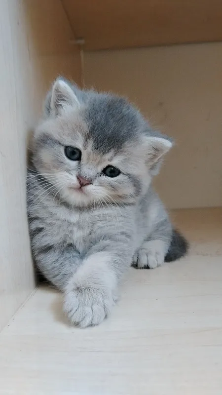Срочно Продаётся котят