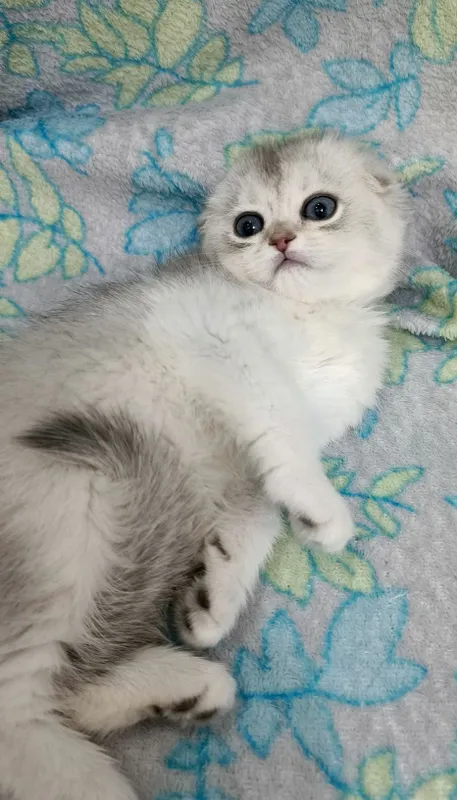 Продаётся чистокровные шотландские котята