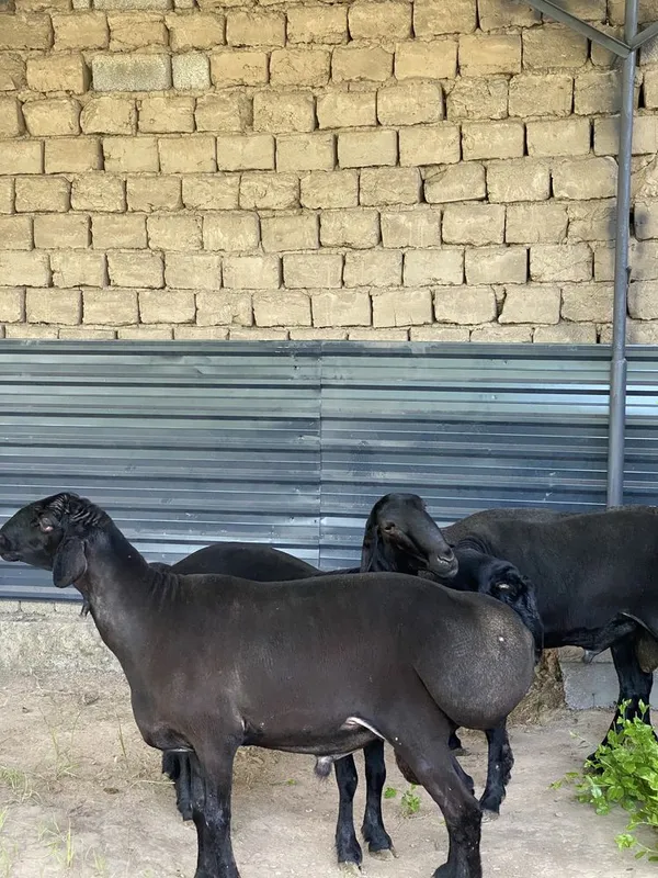 Kotta qochqorla sotiladi 3