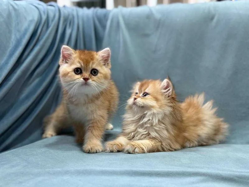 Элитные котята Британской золотой шиншиллы (Мальчики) – Премиум-класс — фото 3