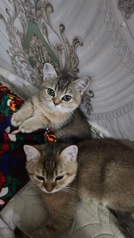 britanski zolotoy shinshilla sotiladi 3 britanski zolotoy shinshilla sotiladi 3
