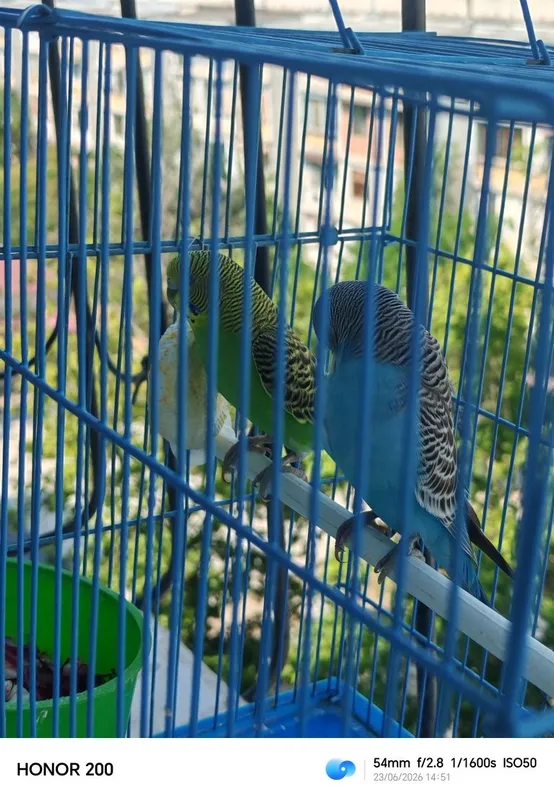 2ta tayyor para qoldan don yiydid 1 2ta tayyor para qoldan don yiydid 1